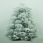 Cina pre illuminato albero di Natale originale albero di Natale proiettore produttore