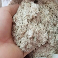 China Very good paulownia hybrid seeds 9501 shantong manufacturer