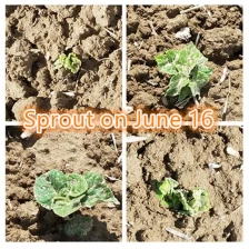 China 1 and a half months, young paulownia root seedlings hybrid 9501 manufacturer