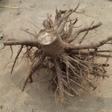 China 2-4 weeks sprout paulownia stump root system highest survive manufacturer