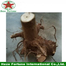 porcelana 2015 últimas paulownia fresca tocones de raíz híbrido fabricante