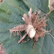 China 2016 fresh paulownia stump with strong root system for export manufacturer