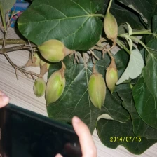 China 2017 fresh new paulownia seed shantong,hybrid 9501,elongata,tomentosa manufacturer