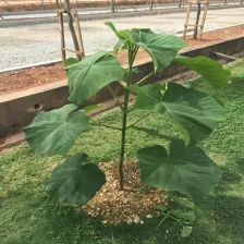 Cina 2018 fresh cut paulownia root hybrid 9501,shantong,elongata,tomentosa,fortunei wholesale in November produttore