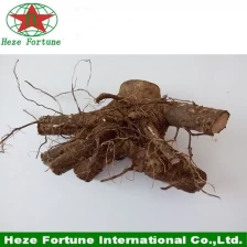 porcelana 99% sobrevive tocones híbridos paulownia con certificado fabricante