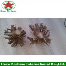 China 99% survive rate paulownia different species sapling stump manufacturer