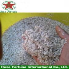 China 99% survive rate paulownia shan tong seeds for planting manufacturer