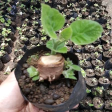 चीन Best cold resist species Paulownia hybrid shantong root cutting for big tree timber उत्पादक