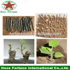 चीन ठंड के मौसम के लिए सर्वश्रेष्ठ प्रजातियों paulownia shantong ST4 उत्पादक