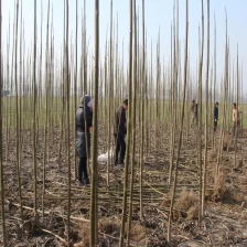 Chine Meilleure saison de production de racines de paulownia pour la plantation fabricant