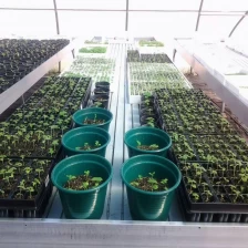 China Zertifikat unterstützte wächst schnell Samen Paulownia tomentosa Hersteller