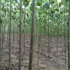 China China cold resist high purity paulownia elongata ROOT cutting manufacturer