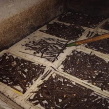porcelana Fresh kiri roots for plantation fabricante