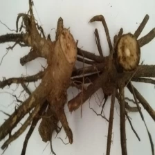 China China fast-growing Paulownia 9501 stump for planting manufacturer