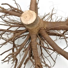 China China hybrid paotong elongata königliche Kaiserin Baum paulownia 9501 fortunei Baum Pflanzen Wurzel und Samen zum Anpflanzen Hersteller