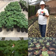 Chine China new paulownia hybrid FTE root best for cold weather with certificate fabricant