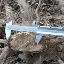 China China original paulownia tree stump cut for timber manufacturer