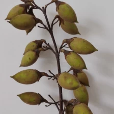 चीन लकड़ी के लकड़ी के लिए चीनी खूबसूरत फूल शाही पुलाविया दुर्लभ बीज उत्पादक