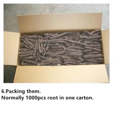 China Dinfected China cold resistant paulownia hybrid 9501 cut root manufacturer