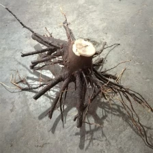 China Disinfected paulownia seedling stump with strong root system manufacturer