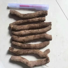 China Raiz de raízes de paulownia raízes de Elongata fabricante