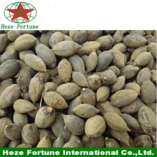 China Fast growing shade tree paulownia shan tong seeds manufacturer