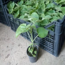 Китай Fast growth paulownia hybrid 9501 seedlings for planting производителя