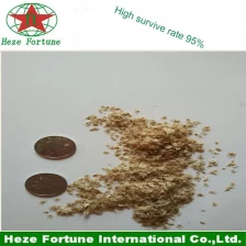 Chine germination rapide des graines de paulownia de première qualité fabricant