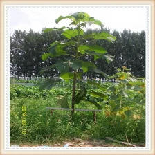 China Fresh paulownia roots with certificate manufacturer