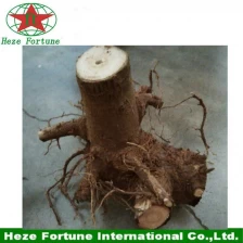 porcelana Fresh paulownia shan tong whole stumps for fast growing tree fabricante
