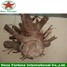China Germinating quickly paulownia stump different types manufacturer