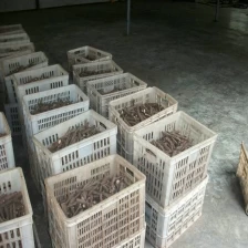 China Good quality paulownia roots Dried kiri roots. manufacturer