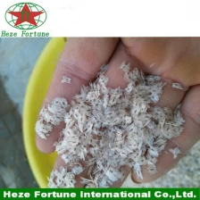 porcelana Alta germinación tasa paulownia 9501 las semillas híbridas para la cría de fabricante