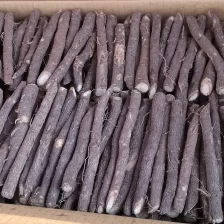 China Paulownia roots with delivery fabricante