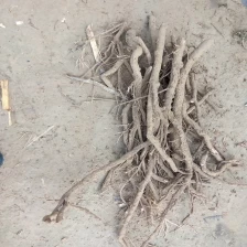 China Hottest paulownia tree part root cutting cold resistant manufacturer