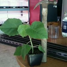 porcelana Hybrid paulownia shantong, 9501, elongata sistema de raíz fría resiste fabricante