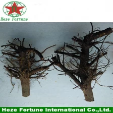 China Kiri tree 99% survive fresh one year seedling stump for wood production manufacturer