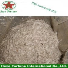 China Kiri tree paulownia seed,empress tree paulownia seeds,foxglove tree paulownia seeds for sale manufacturer