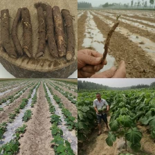 China New collect cold resist paulownia hybrid 9501,FTE root manufacturer