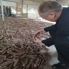 porcelana Noviembre 2017 raíz de paulownia fresca corte shantong híbrido 9501 con certificado phy fabricante