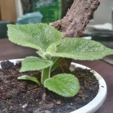 China November - April supply paulownia seed,root and stump with certificate manufacturer
