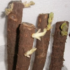 Cina Paotong termofilo forte vitalità veloce crescere pulito fresco ibrido radice di paulonia per la semina produttore