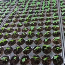 Cina Kiri Seeds con certificato fitosanitario produttore