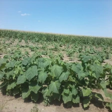 China Paulownia shan tong 2016 new root stump for plantation manufacturer