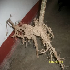 China Paulownia wood timber fast growing species hybrid 9501 young stump manufacturer
