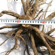 China Royal empress tree cold resistant hybrid paulownia stump for planting manufacturer