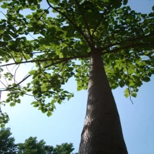 China Shan tong paulownia seeds cold dry resistant manufacturer
