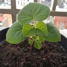 porcelana Especies híbridas de clima tropical y frío paulownia 9501 raíz híbrida fabricante