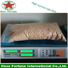 China Fast germination rate paulownia seeds for breedling seedlings manufacturer