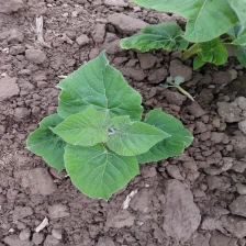 China Very easy survive paulownia root cut stump from Heze Fortune manufacturer